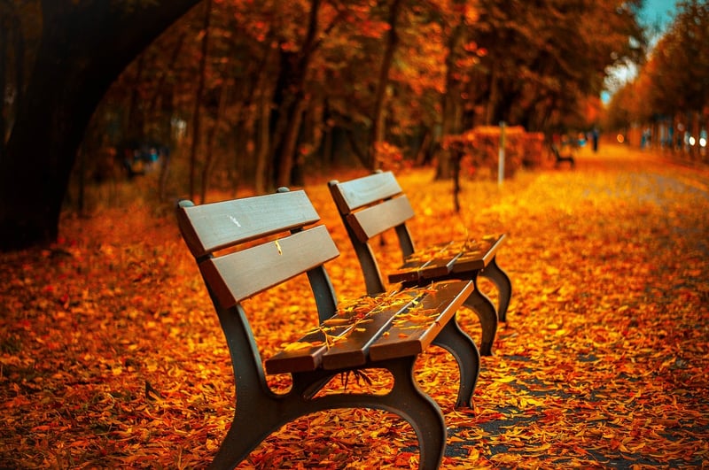 Tree Stump Seating