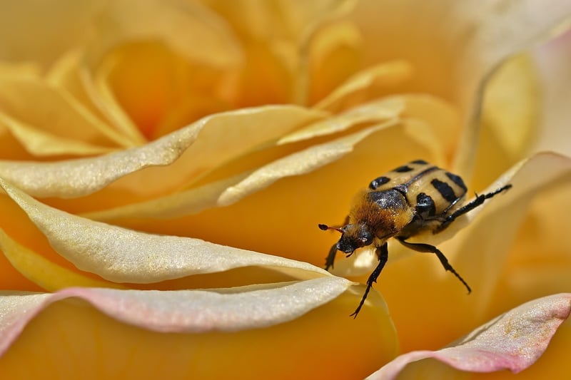 Garden of Roses
